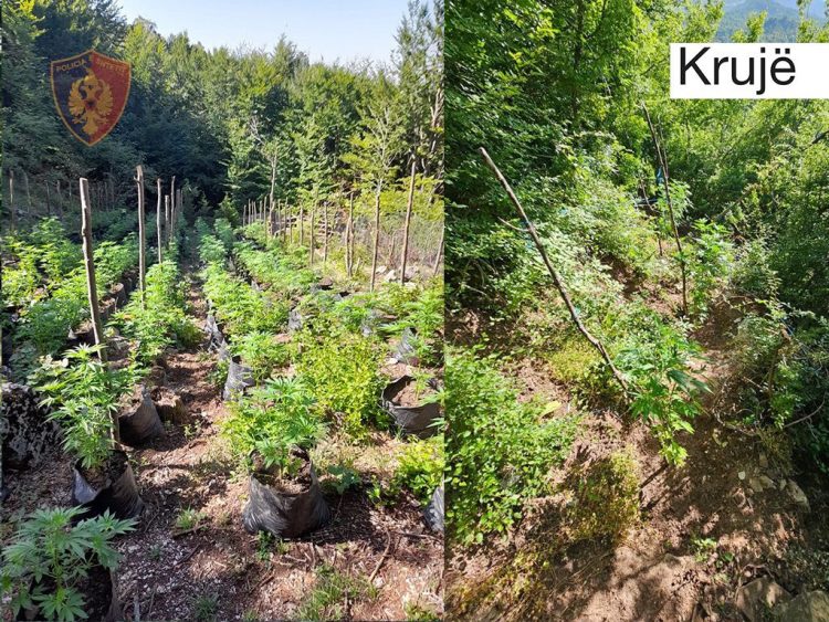 Kontrolle për goditjen kultivimit të bimëve narkotike