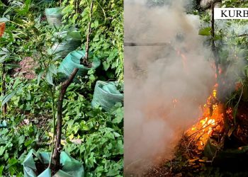 FOTO/ Asgjesohen 1691 bimë cannabis