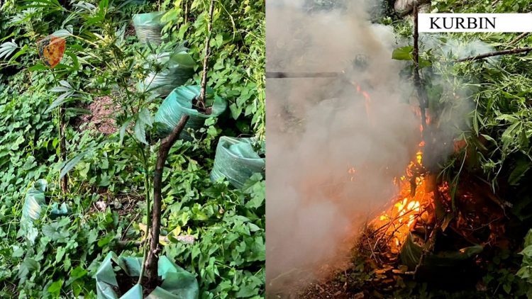 FOTO/ Asgjesohen 1691 bimë cannabis