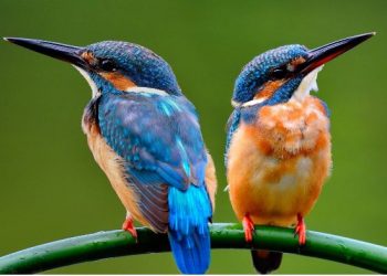Njësoj si njerëzit, edhe zogjtë mund të divorcohen për arsye tradhtie
