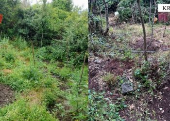 Krujë, asgjësohen 203 bimë kanabisi