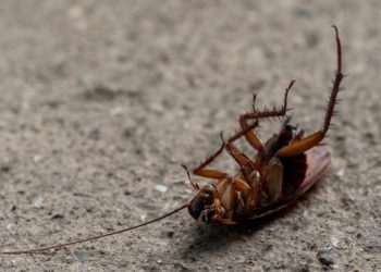 Me siguri nuk e dinit, ja pse nuk duhen shkelur buburrecat