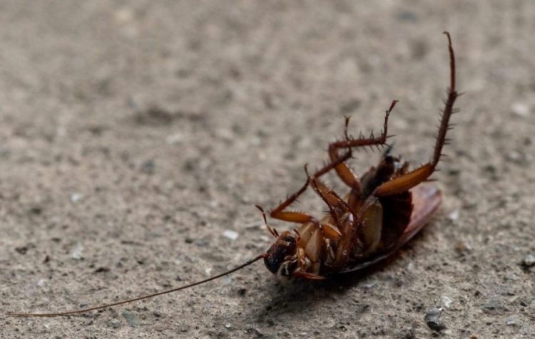 Me siguri nuk e dinit, ja pse nuk duhen shkelur buburrecat