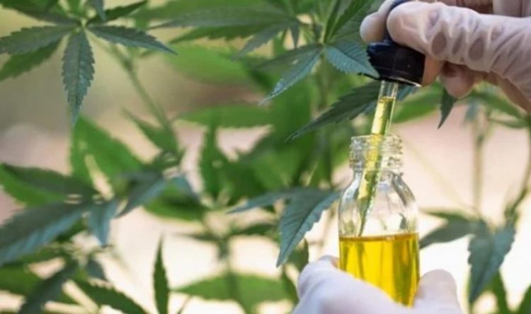 Ish-banorja e BBV: Ngela shtatzënë pasi provova vajin e kanabisit