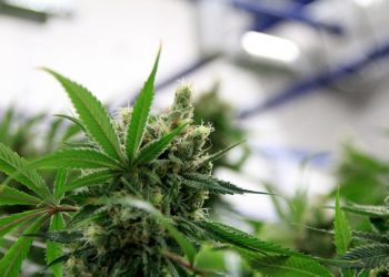 Kalon nen për nen pr.ligjin për kanabisin mjekësor