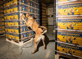 Kapen 7 ton kokainë në portin e Antwerpen të Belgjikës