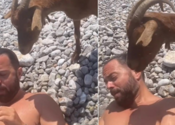 Situatë komike në plazh, pushuesi sulmohet nga dhitë