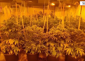 Sera kanabisi në Shijak/ Gjendet arsenal armësh, arrestohet autori