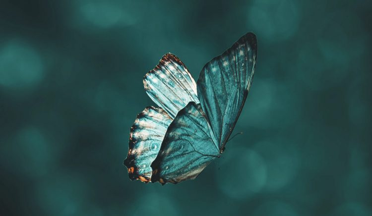 Teoria e kaosit: Rrahja e krahëve të një fluture ndryshon gjithçka