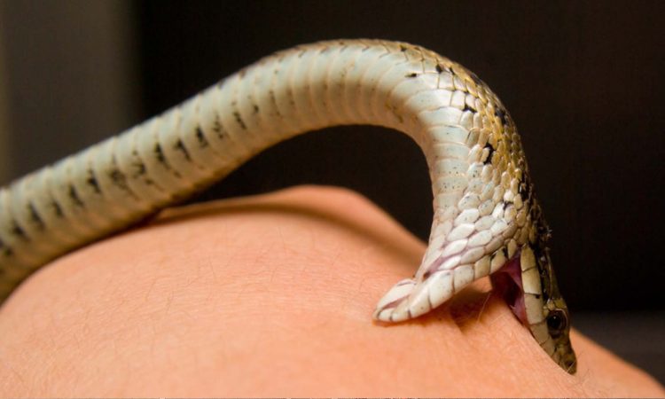 Gjarpëri pickon emigrantin e paligjshëm, përfundon në spital