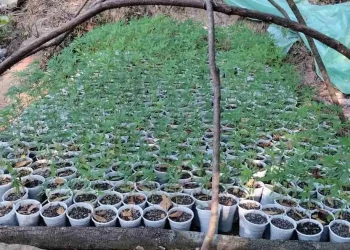 Plantacione hashashi në kufirin me Shqipërinë, “avullojnë” kultivuesit