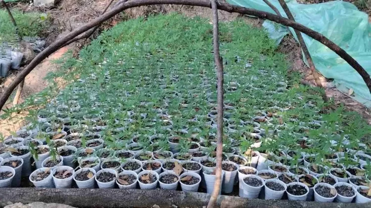 Plantacione hashashi në kufirin me Shqipërinë, “avullojnë” kultivuesit