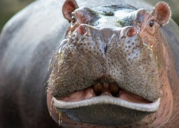 “Hipopotamët e kokainës”, një dhimbje koke për Kolumbinë