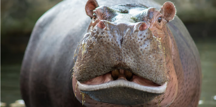 “Hipopotamët e kokainës”, një dhimbje koke për Kolumbinë