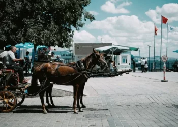 Vdekja e kalit nga vapa në rrugë shokon njerëzit, arrestohet pronari i karrocës