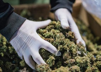 Vetëm përpara, Shqipëria parakalon edhe Meksikën për prodhimin e kanabisit