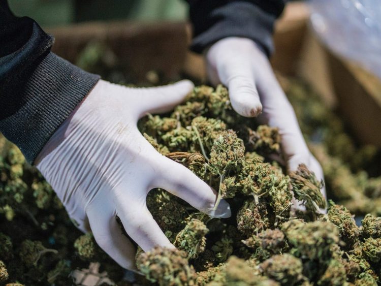 Vetëm përpara, Shqipëria parakalon edhe Meksikën për prodhimin e kanabisit