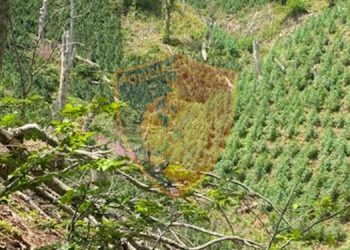 VIDEO/ Asgjesohen 480 bimë kanabis në fshatrat e Krujës