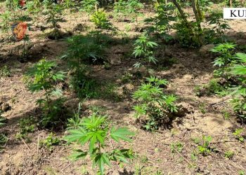 Asgjesohen afro 2 mijë bimë narkotike, policia në kërkim të autorëve