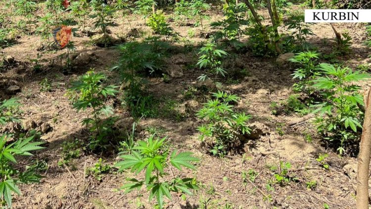 Asgjesohen afro 2 mijë bimë narkotike, policia në kërkim të autorëve