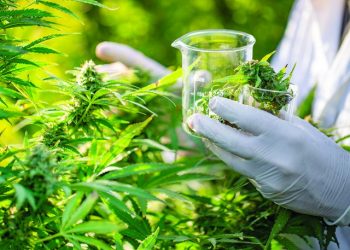 Rreziqet dhe fitimet e ligjërimit të kanabisit
