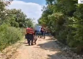 Asgjësohen 70 bimë kanabis në Manzë të Durrësit, arrestohen tre persona