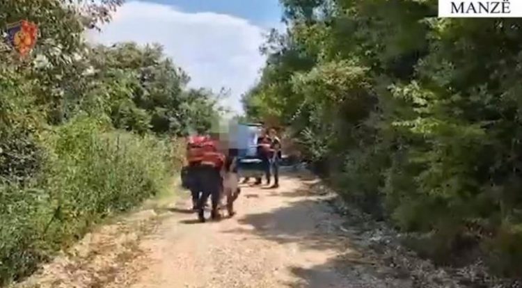 Asgjësohen 70 bimë kanabis në Manzë të Durrësit, arrestohen tre persona