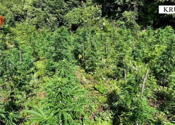 Policia asgjëson në Krujë mbi 880 bimë kanabisi