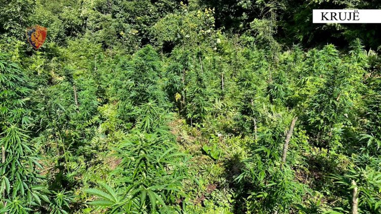 Policia asgjëson në Krujë mbi 880 bimë kanabisi