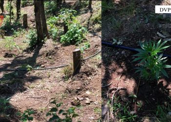 Asgjesohen 894 bimë narkotike në Kukës, autorët nuk dihen