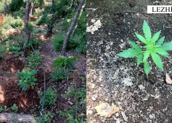 Policia sekuestron 1500 bimë kanabis në Lezhë, por autorë nuk ka