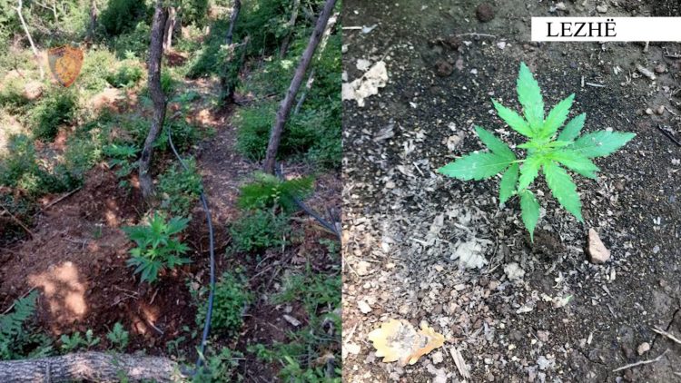 Policia sekuestron 1500 bimë kanabis në Lezhë, por autorë nuk ka