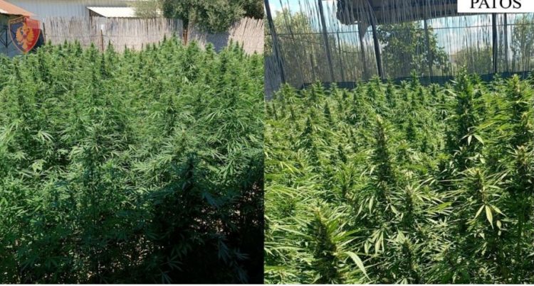 Asgjësohen 250 rrënjë kanabis në Patos, në pranga babë e bir
