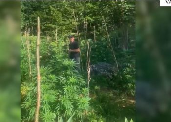 Gjenden mbi 2600 bimë kanabisi në Shkodër, por jo autorët