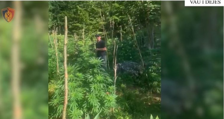 Gjenden mbi 2600 bimë kanabisi në Shkodër, por jo autorët