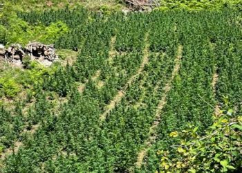 Asgjësohen 11609 bimë kanabisi në zonat e Shkodrës, 1 i arrestuar