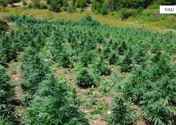 Asgjësohen afro 3500 bimë kanabisi në Shkodër, autorët nuk dihen