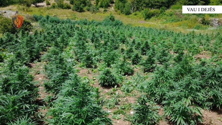 Asgjësohen afro 3500 bimë kanabisi në Shkodër, autorët nuk dihen