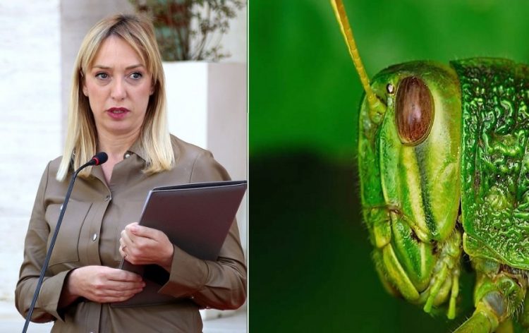 Kush e dëmton bujqësinë më shumë, Krifca apo karkaleci?!