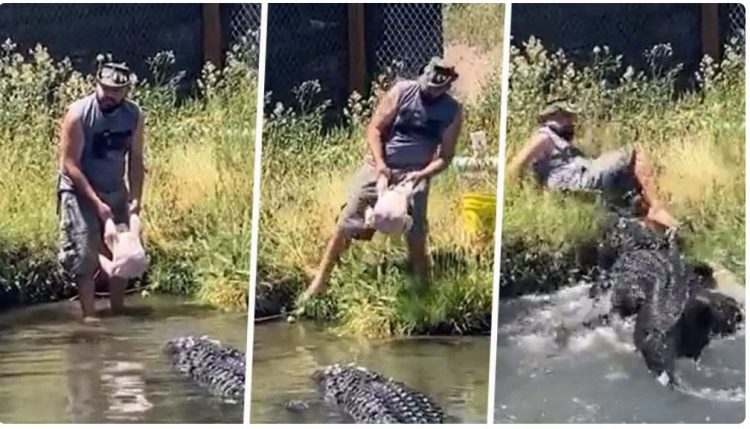 Donte t’i jepte krokodilit gjel deti për ta ngrënë, por…(VIDEO)