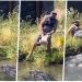 Donte t’i jepte krokodilit gjel deti për ta ngrënë, por…(VIDEO)