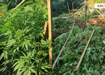 Asgjesohen mbi 700 bimë kanabis në Krujë, arrestohet një 32 vjeçar