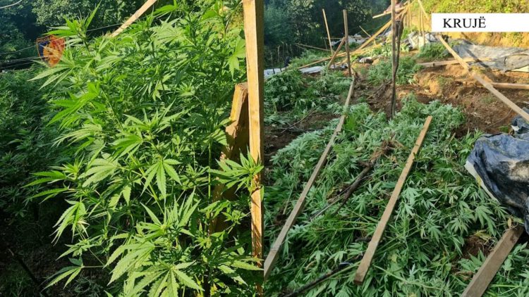 Asgjesohen mbi 700 bimë kanabis në Krujë, arrestohet një 32 vjeçar