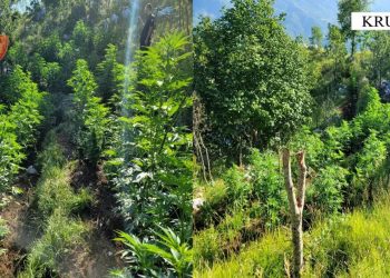 Zbulohen 875 bimë kanabis në Krujë, autorët të pa identifikuar