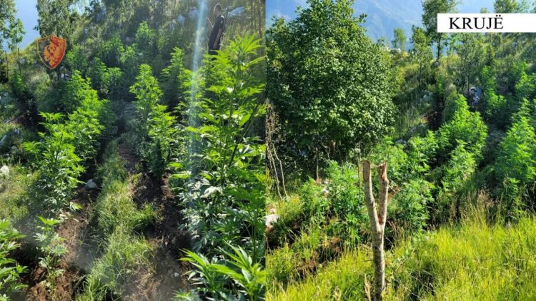 Zbulohen 875 bimë kanabis në Krujë, autorët të pa identifikuar
