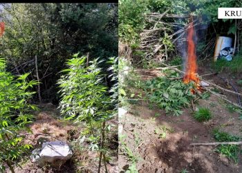 Asgjesohen mbi 600 bimë kanabis në Krujë, autorët nuk dihen
