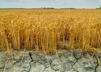 Kulturat bujqësore që po zhduken nga ndryshimet klimatike