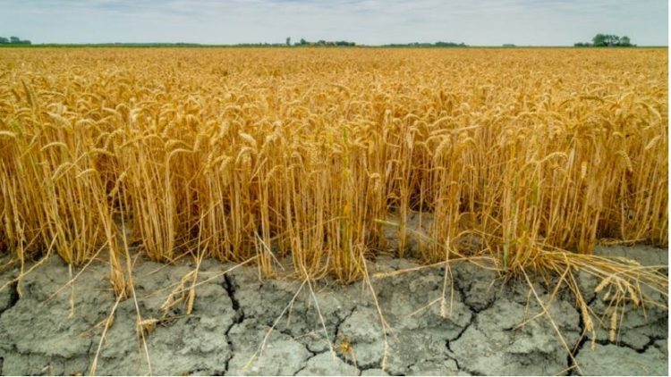 Kulturat bujqësore që po zhduken nga ndryshimet klimatike