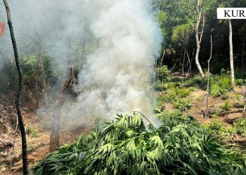 Asgjesohen 875 bimë kanabis, shpallet në kërkim 67-vjeçari në Kurbin