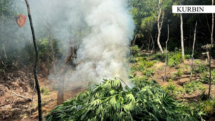 Asgjesohen 875 bimë kanabis, shpallet në kërkim 67-vjeçari në Kurbin